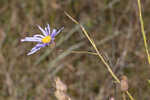 Savannah aster